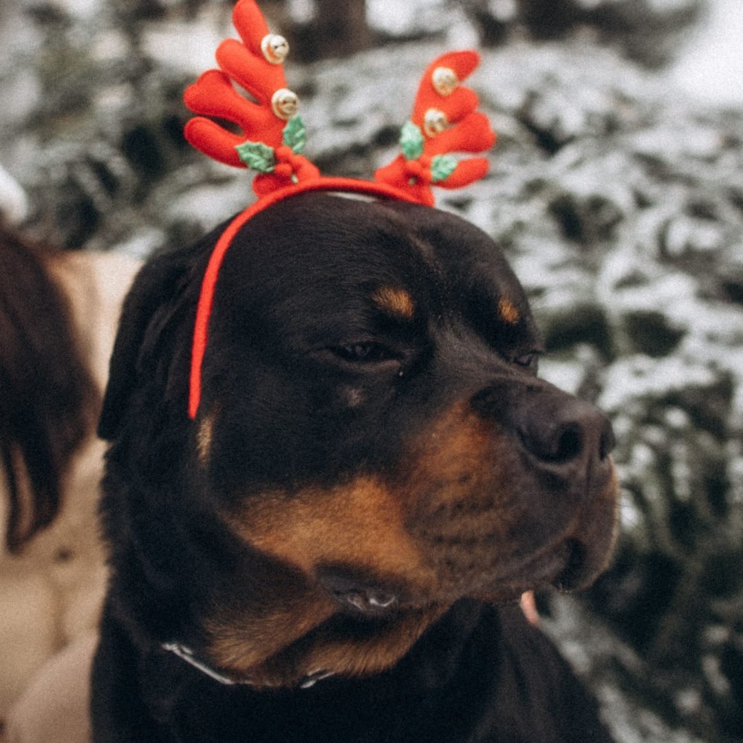 Rottweiler wearing festive red reindeer antlers outdoors during winter.